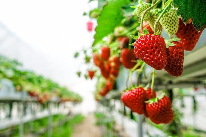 Seasonal Mt. Fuji Scenic Views, Fruit Picking and Ropeway Ride! - Starting at the LOVE sculpture in Shinjuku