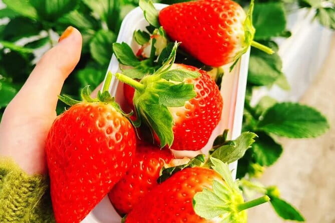 Seasonal Mt. Fuji Scenic Views, Fruit Picking and Ropeway Ride! - The Hoto pot set and Yamanashi flavor