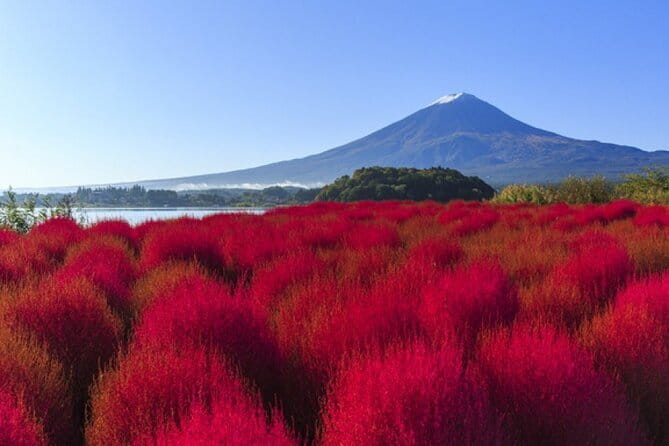 Seasonal Mt. Fuji Scenic Views, Fruit Picking and Ropeway Ride! - Picking fruit at a seasonal farm