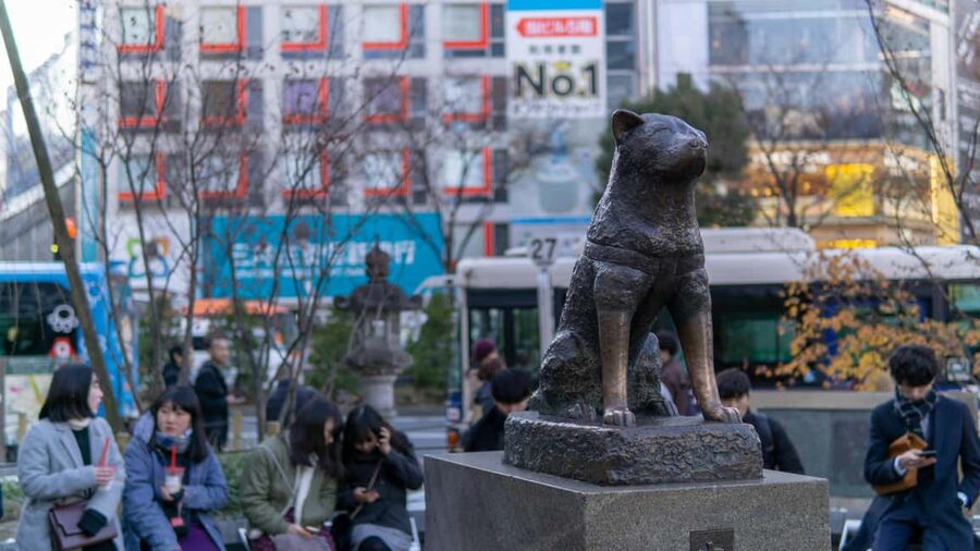 Shibuya: Crossing, Hachiko & Shibuya Sky Guided Tour - Is $87 per person a fair price?