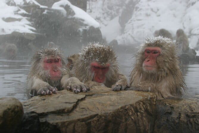 Snow Monkey Park and Miso Production Tour Bullet Train from Tokyo - Tokyo to Nagano by Hokuriku Shinkansen