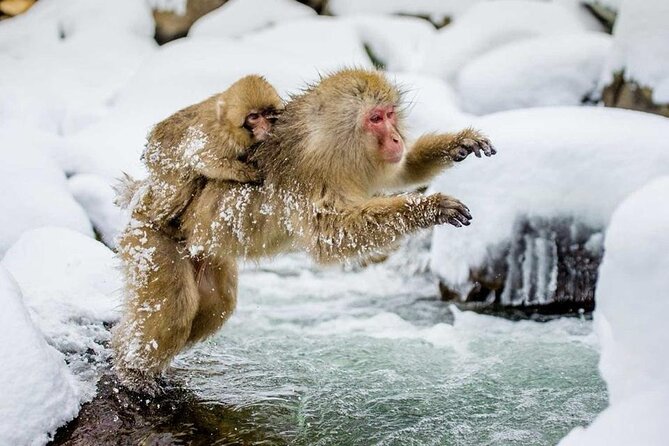 Snow Monkey Park & Zenkoji Temple Nagano Pvt. Full Day Tour. - Key points to know before booking