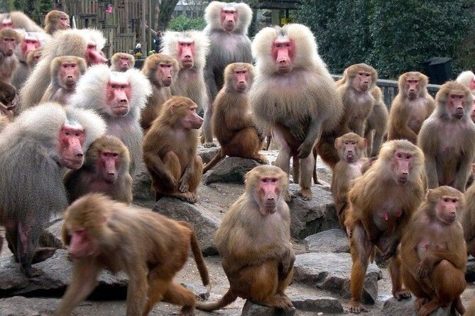 Snow Monkey Park & Zenkoji Temple Nagano Pvt. Full Day Tour. - The 1.6-kilometer walk to Jigokudani’s pool