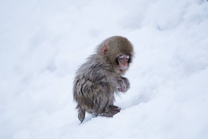 Snow Monkey Park & Zenkoji Temple Nagano Pvt. Full Day Tour. - A long private drive, with real comfort and real risk