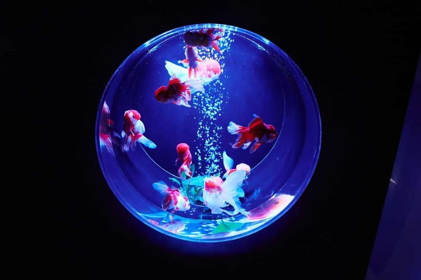 Tokyo: Art Aquarium Museum GINZA Entry Ticket - Key points to know before you go