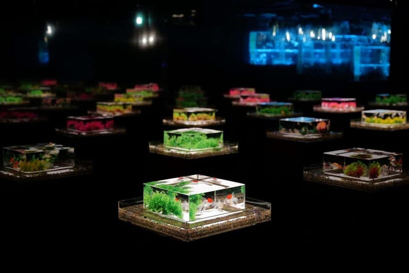 Tokyo: Art Aquarium Museum GINZA Entry Ticket - Goldfish in a gallery, not a regular aquarium
