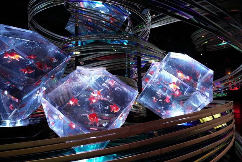 Tokyo: Art Aquarium Museum GINZA Entry Ticket - Why the displays photograph so well