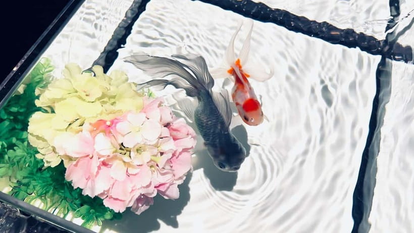 Tokyo: Art Aquarium Museum GINZA Entry Ticket - Who will enjoy Art Aquarium Museum GINZA?
