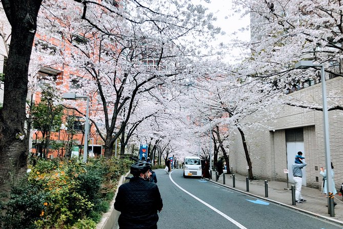 Tokyo Cherry Blossoms blooming spots E-bike Tour, 3hrs - Kensei Kinenkan is the final blossom stop