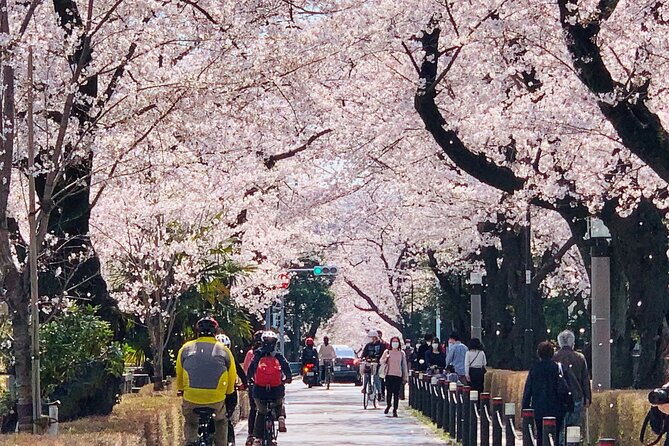 Tokyo Cherry Blossoms blooming spots E-bike Tour, 3hrs - What the three hours feel like