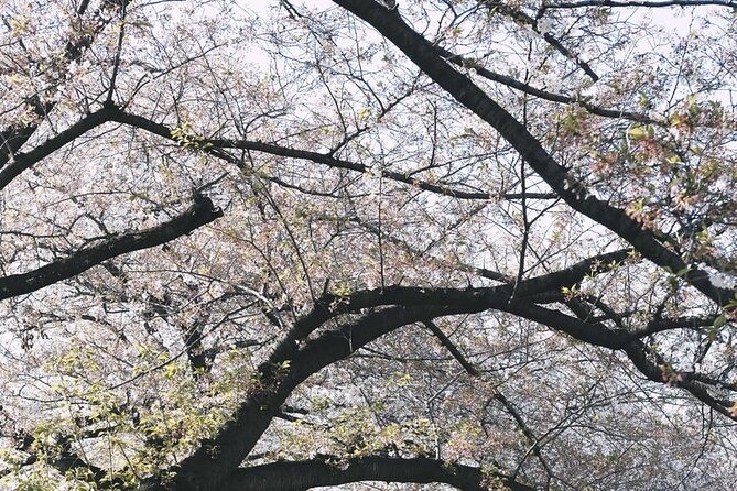Tokyo City 1-Day Private Tour with Bilingual Driver - Shibuya Crossing and the Hachikō statue