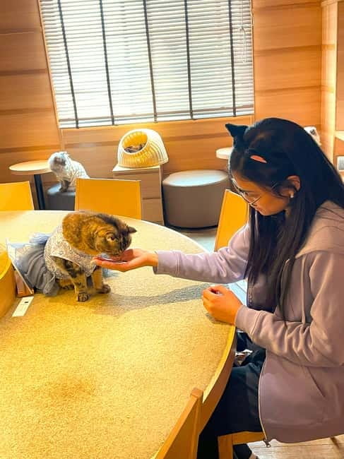 Tokyo: Gotokuji Cat Temple, Shinjuku Cat Cafe & 3D Cat Tour - Key points to know before you book