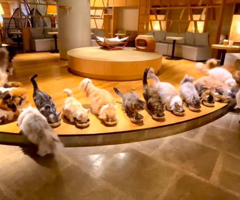 Tokyo: Gotokuji Cat Temple, Shinjuku Cat Cafe & 3D Cat Tour - Thirty minutes with the cats at Cat Cafe Mocha Lounge