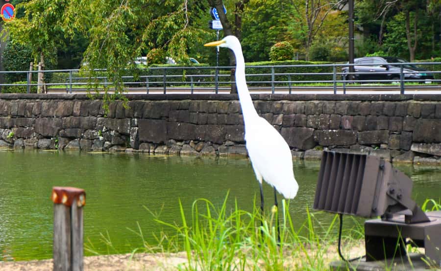 Tokyo: Imperial Palace, the history of Japan (ENGLISH GUIDE) - How much value do you get for $40?