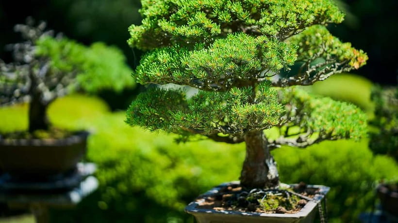 Tokyo: Meiji Shrine Walking Tour — Shinto & Imperial System - Forest Terrace and Mori no Terrace