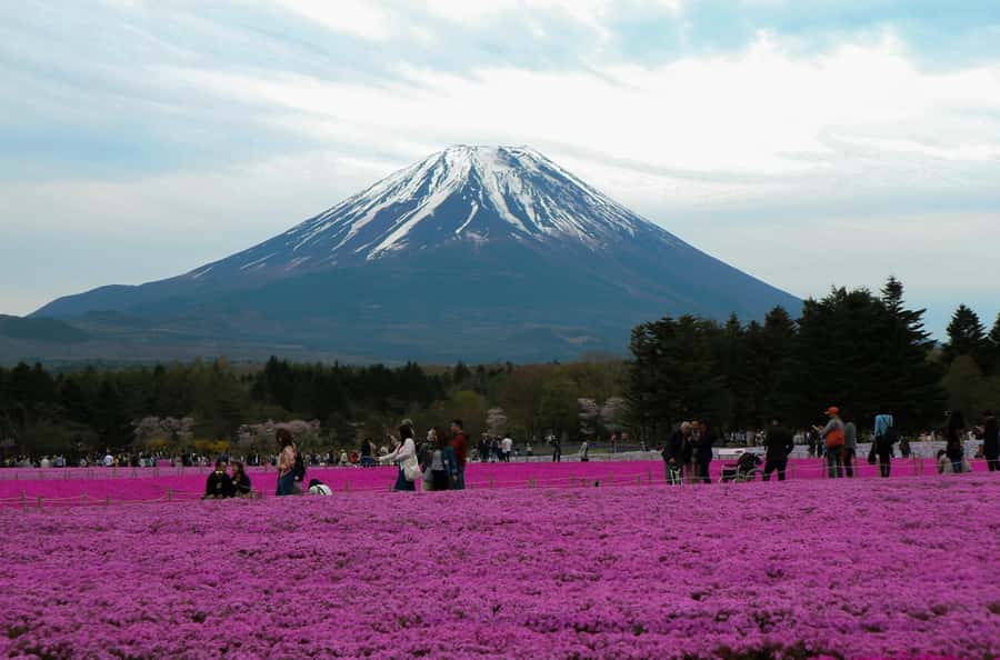 Tokyo: Private Mount Fuji Tour with Pickup and Drop-Off - Oshino Hakkai, springs, and old-style houses