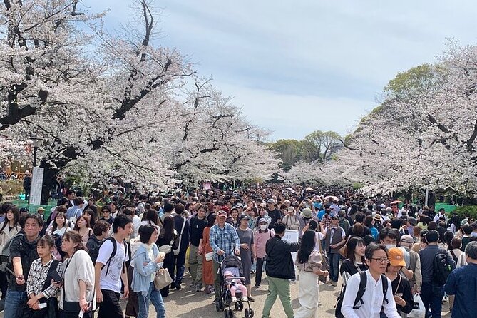 Tokyo Sightseeing/ City Tour by Private Car with English Guide - Meiji Jingu offers a quiet break near Harajuku