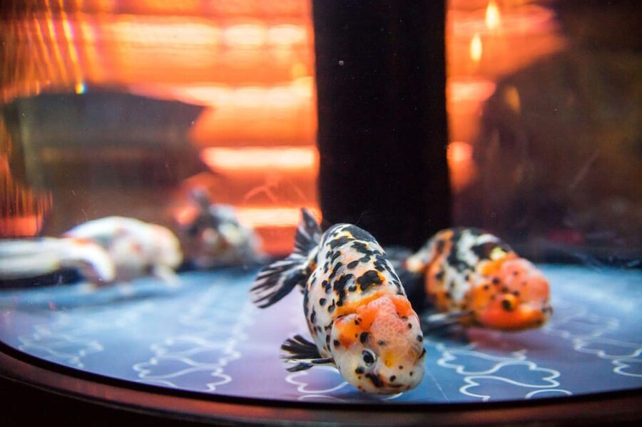 Tokyo: Sumida Aquarium Entry Ticket - Key points to know before you go