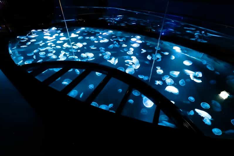 Tokyo: Sumida Aquarium Entry Ticket - How to spend your visit