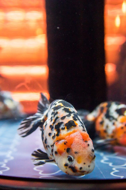 Tokyo: Sumida Aquarium Entry Ticket - Opening hours and the best time to arrive