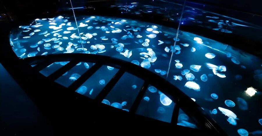 Tokyo: Sumida Aquarium Entry Ticket - Meeting penguins, eels, and goldfish