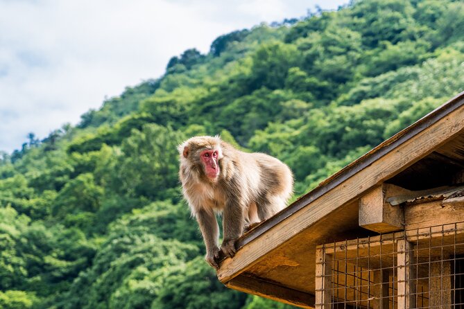 Tokyo to Kyoto 1-Full Day Private Guided Tour - What this Tokyo to Kyoto day really asks of you