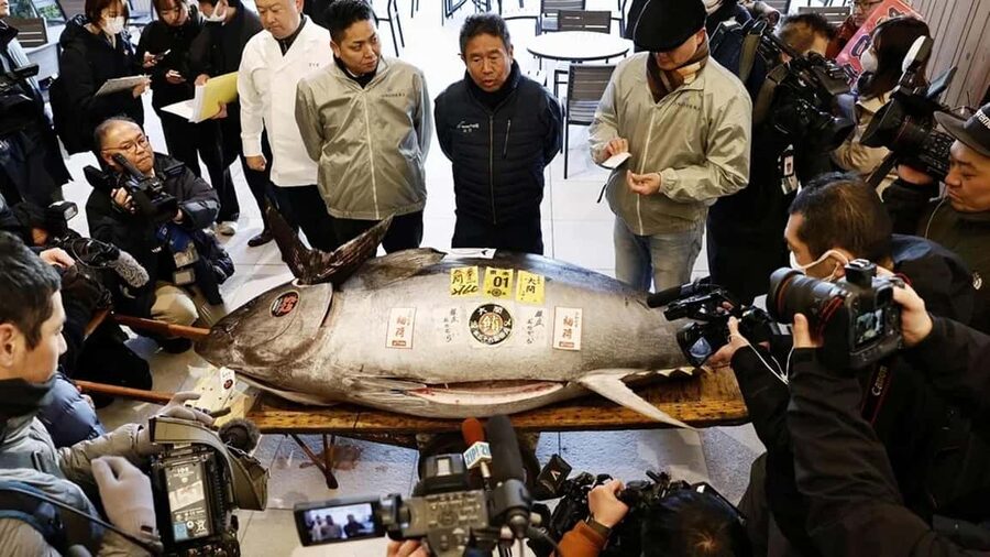 Tokyo: Toyosu Tuna Auction &Tsukiji Market Gourmet Adventure - Key points to know before booking