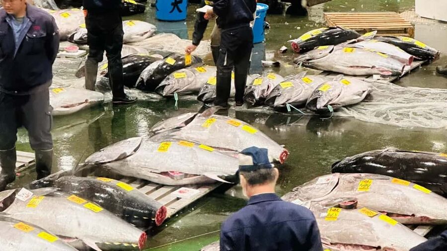 Tokyo: Toyosu Tuna Auction &Tsukiji Market Gourmet Adventure - Why the 5:00 AM tuna auction is worth seeing