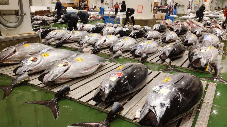 Tokyo: Toyosu Tuna Auction &Tsukiji Market Gourmet Adventure - The short move from Toyosu to Tsukiji