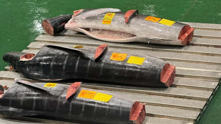 Tokyo: Toyosu Tuna Auction &Tsukiji Market Gourmet Adventure - Toyosu from 6:30 to 7:45 AM