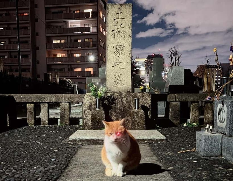 Tokyo: True Crime And Ghost Stories Tour - Key points to know before booking